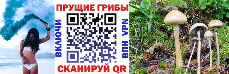 кракен вход  Иноземцево  Псилоцибиновые грибы MAGIC MUSHROOMS 
